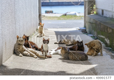 在Aoshima的貓 49991577