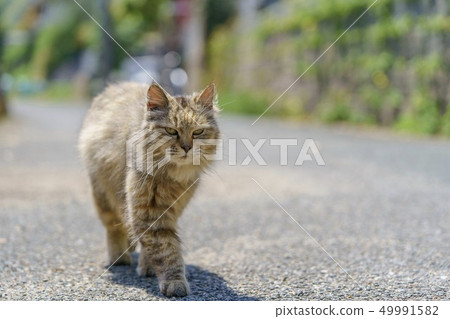 在Aoshima的貓 49991582