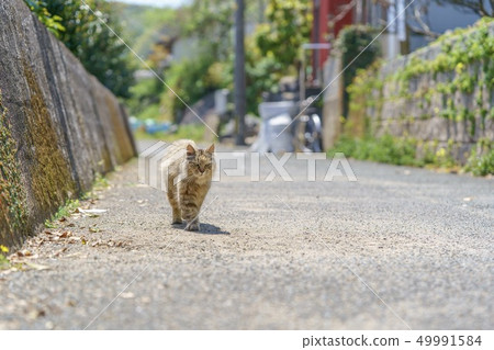 Cat in Aoshima 49991584
