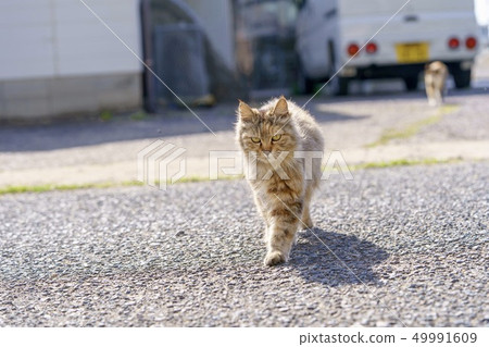 Cat in Aoshima 49991609