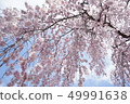 Cherry blossoms Weeping cherry blossoms 49991638