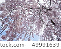 Cherry blossoms hanging cherry blossoms 2 49991639