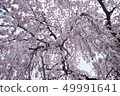 Weeping cherry blossoms and cherry blossoms scenery 4 49991641