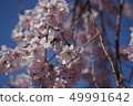 Weeping cherry blossoms Weeping cherry blossoms Sakura Kooma 5 49991642
