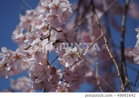 Weeping cherry blossoms Weeping cherry blossoms Sakura Kooma 5 49991642