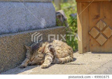 在Aoshima的貓 在Aoshima的貓 49991675
