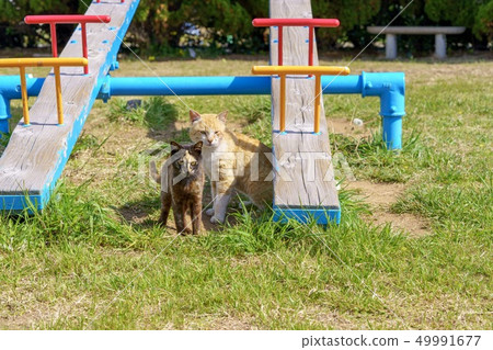 在Aoshima的貓 49991677