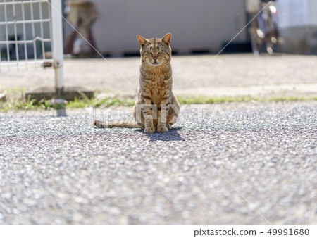 在Aoshima的貓 在Aoshima的貓 49991680
