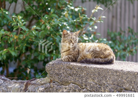 在Aoshima的貓 在Aoshima的貓 49991681