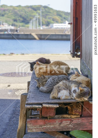 在Aoshima的貓 49991683