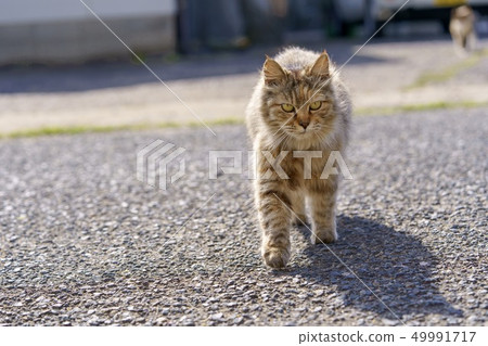 在Aoshima的貓 在Aoshima的貓 49991717