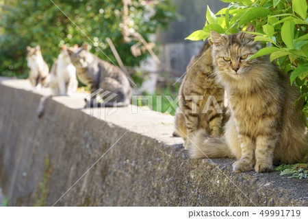 在Aoshima的貓 49991719