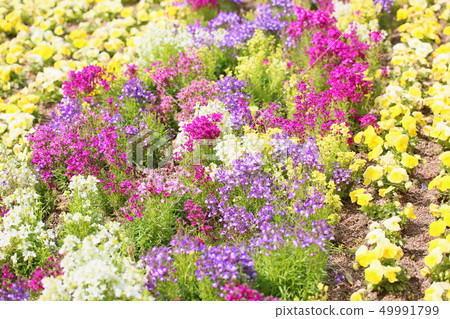 Hemekinsyyo flower Hemekinsyyo flower 49991799