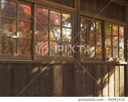 Autumn leaves of Chiba Hontoji 49992410