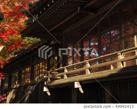 Autumn leaves of Chiba Hontoji 49992413