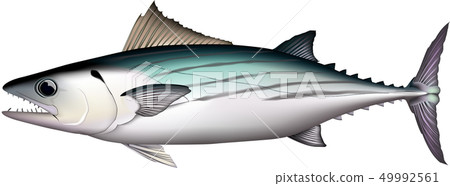 鰹魚 - 魚類插圖 - 向量格式 - 白色背景(PNG 格式為透明背景) - 單張 鰹魚 - 魚類插圖 - 向量格式 - 白色背景(PNG 格式為透明背景) - 單張 49992561