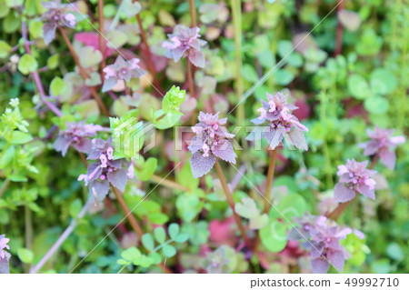 Flowers of Himeodorikosou Flowers of Himeodorikosou 49992710