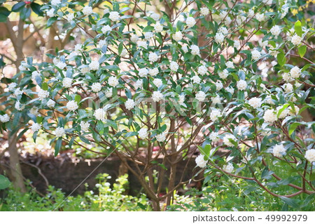 Jinchoge flower in full bloom 49992979