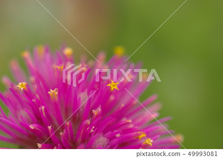 Pohutukawa Metrocidros Exkelsa花 Pohutukawa Metrocidros Exkelsa花 49993081
