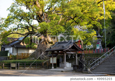 Kiryu's Kus morning Kagoshima Prefecture Kiryu's Kus morning Kagoshima Prefecture 49993203