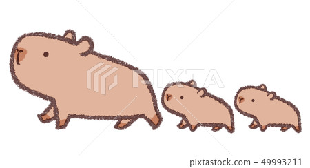 Capybara parent and child Capybara parent and child 49993211