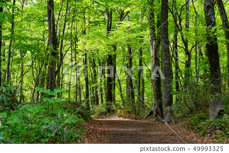 Shirakami mountains of fresh green Shirakami mountains of fresh green 49993325