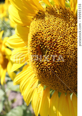 Hokkaido Hokuryu Himawari no Sato, Hokuryu Town 49993358