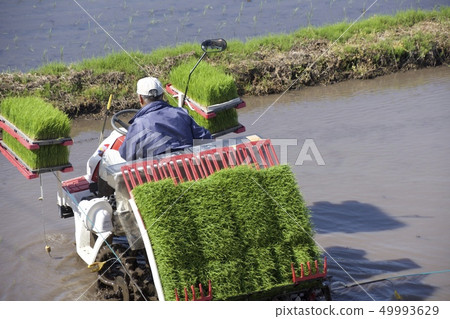 Rice planting season Rice planting season 49993629
