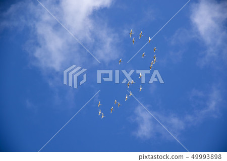 Flock of swans Flock of swans 49993898