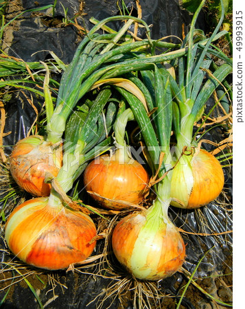Harvesting onions Harvesting onions 49993915