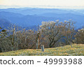 Dead tree of Odaigahara 49993988