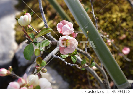 Tenryu-ji Temple 49994390