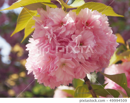 Double cherry blossoms 49994509