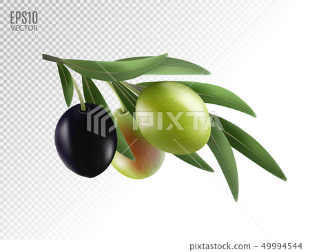 Vector realistic illustration of olives branch isolated on white background. 3d 49994544