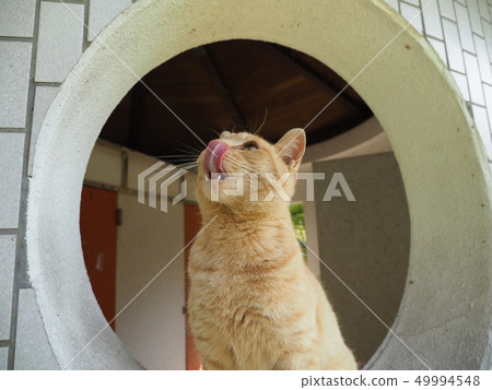 取茶·舌頭 49994548