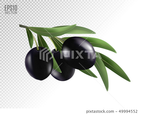 Isolated olives. Three black olive fruits on a branch with leaves isolated on transparent background Isolated olives. Three black olive fruits on a branch with leaves isolated on transparent background 49994552