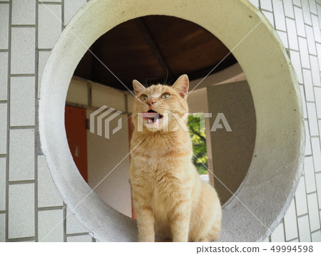 取茶·舌頭 49994598