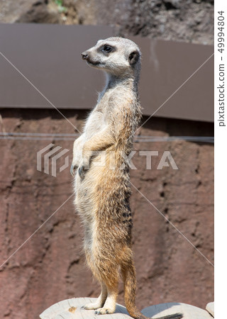 Animal Animal 49994804