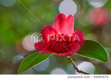 Hongkarako blooming in spring (Matsue City, Shimane Prefecture) 49994879