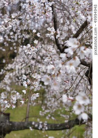 Bamboo cherry blossoms of Kyoto Miyuki Konoe Residence 49994948