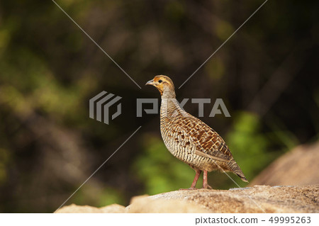 Grey Francolin, Francolinus pondicerianus, Hampi Grey Francolin, Francolinus pondicerianus, Hampi 49995263