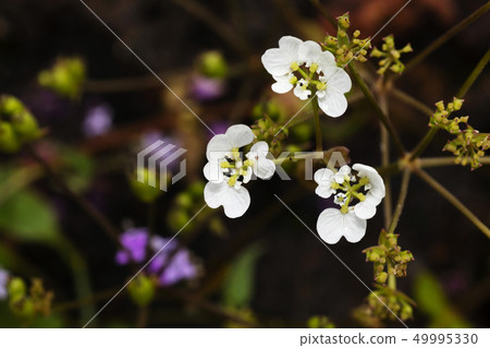Pand- Pinda concanensis, Kaas, Maharashtra, India. Pand- Pinda concanensis, Kaas, Maharashtra, India. 49995330