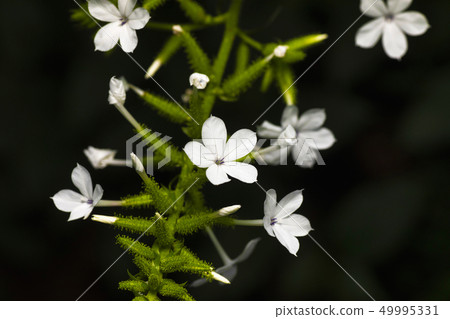 Plumbago sp, Wai, Maharashtra, India. Plumbago sp, Wai, Maharashtra, India. 49995331