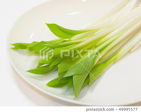 Haru, spring vegetables of the Tohoku region Haru, spring vegetables of the Tohoku region 49995577