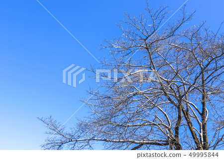 A branch of cherry blossoms covered with snow 49995844