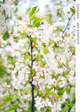 Flowers on a branch 49995992