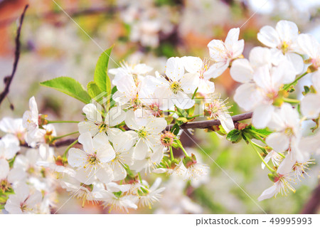 Branch with flowers Branch with flowers 49995993