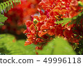 Delonix Regia flowers 49996118