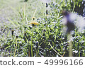 蒲公英 49996166