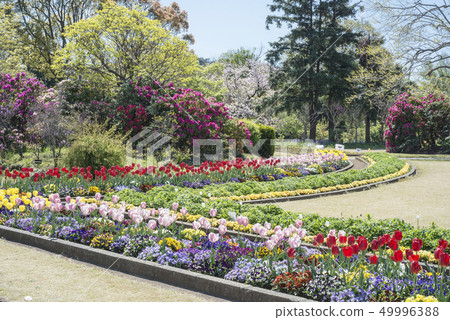 神奈川縣大船花卉中心（鎌倉市岡本市） 49996388